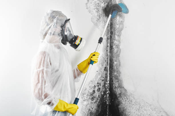 San Juan Bautista, CA Mold Removal Company