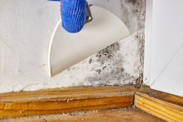 Best Mold Prevention Services  in San Juan Bautista, CA